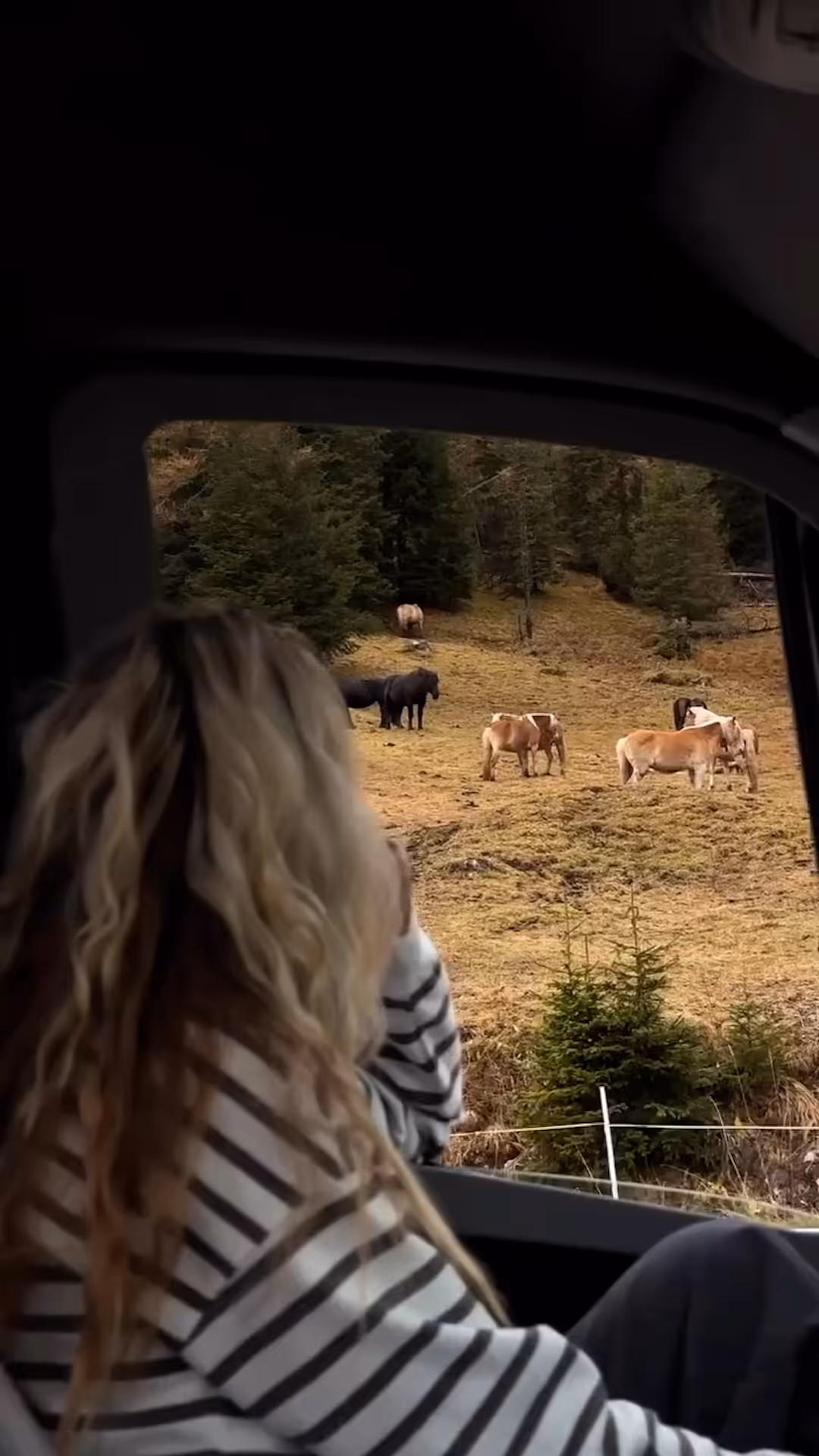 Person with long, wavy blonde hair, wearing a striped shirt, watching a group of horses grazing on a grassy hillside through a car window.